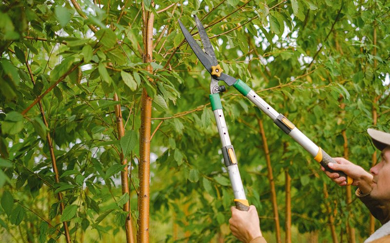 Tree trimming in Gorham, KS