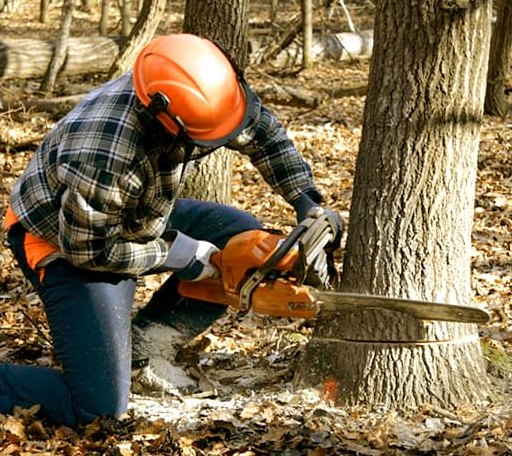 Tree Removal in Gorham, KS